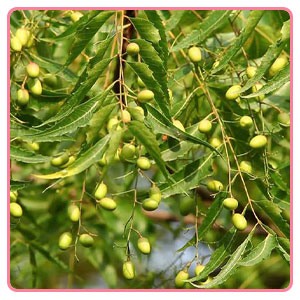 ماسک صورت خانگی گلاب، چریش (سریش) و زردچوبه